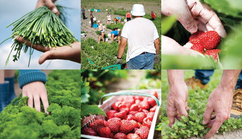 LYOVIT ORGANIC FARMING