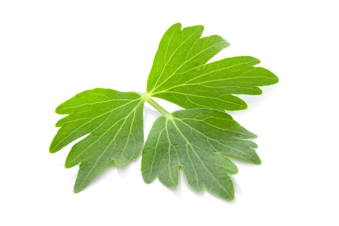Lovage